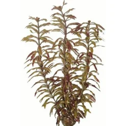 Superfish Easy Plant Hoog 30 Cm Nr. 3 - Aquarium - Kunstplant -