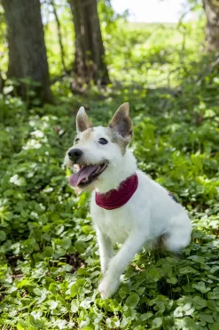 Trixie Insect Shield Bandana Grijs - Anti vlooien en tekenmiddel