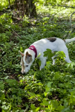 Trixie Insect Shield Bandana Grijs - Anti vlooien en tekenmiddel