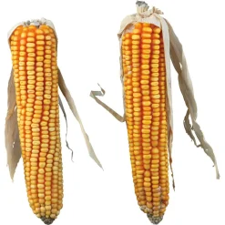 Trixie Mais Kolven - Knaagdiersnack - 250 g 2 stuks