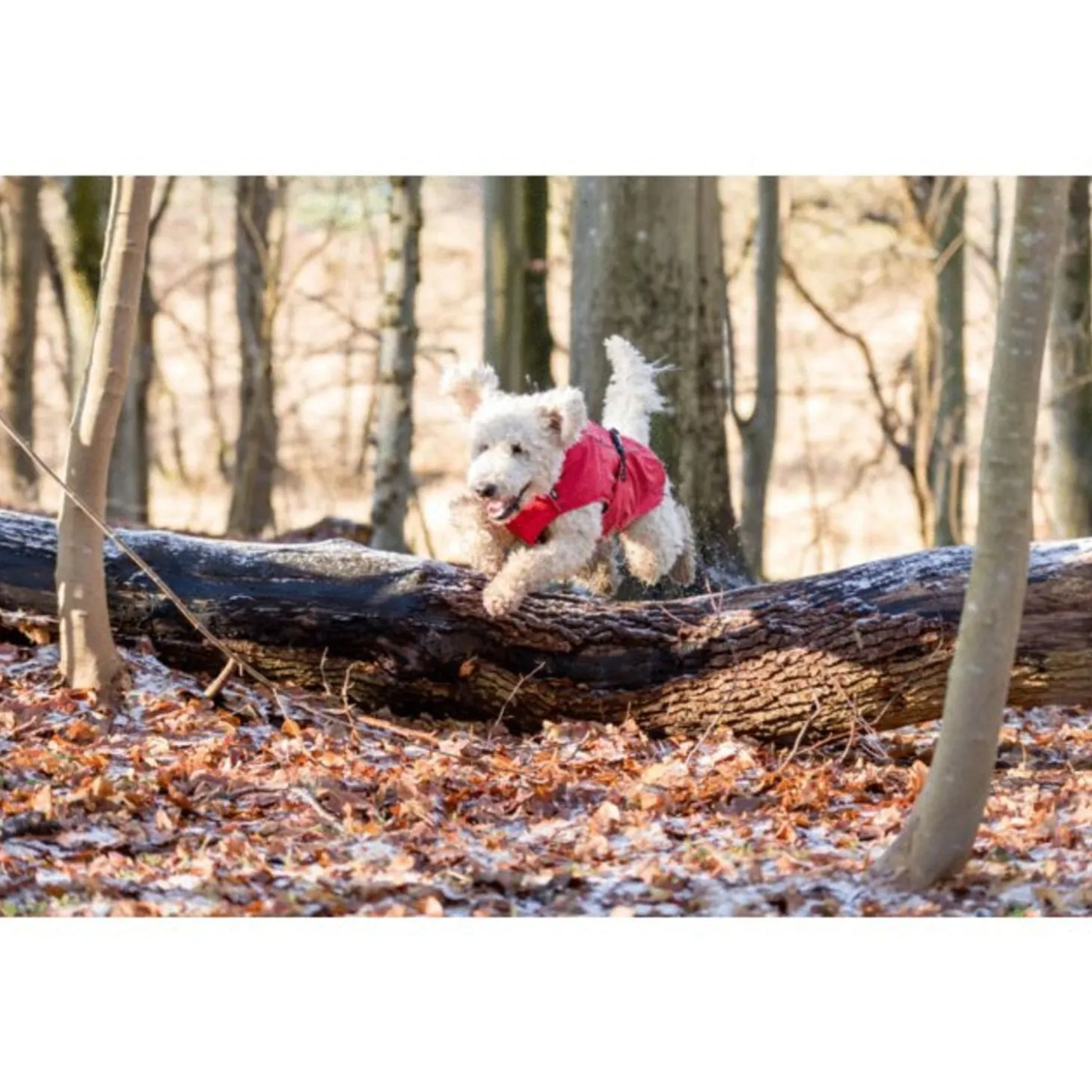 Trixie Regenjas Vimy Rood - Hondenkleding