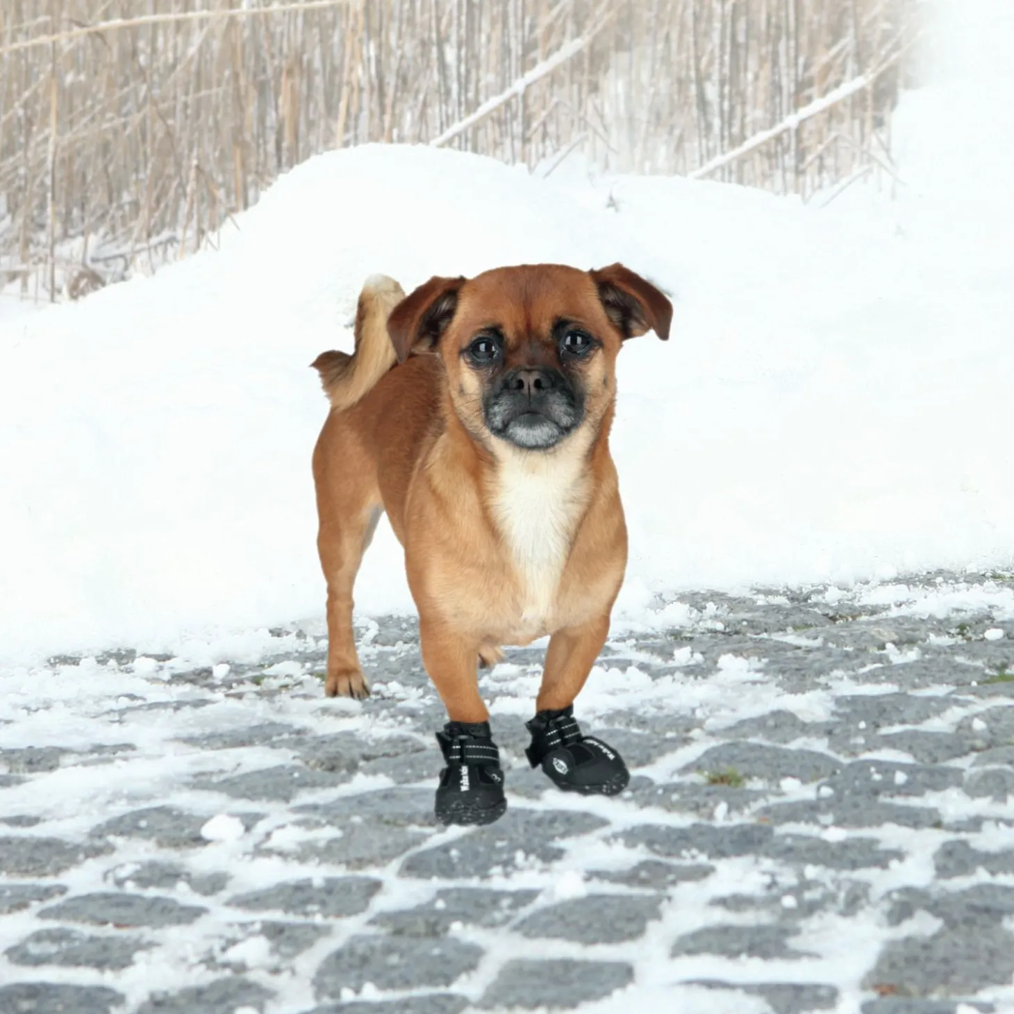 Trixie Schoentje Walker Active Zwart - Hondenpootverzorging