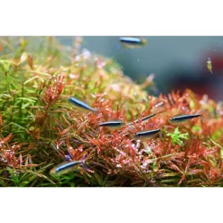 Twinstar Light Ii - Verlichting - 120b