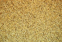 Versele-Laga Gerst - Duiven - Duivenvoer - 25 kg