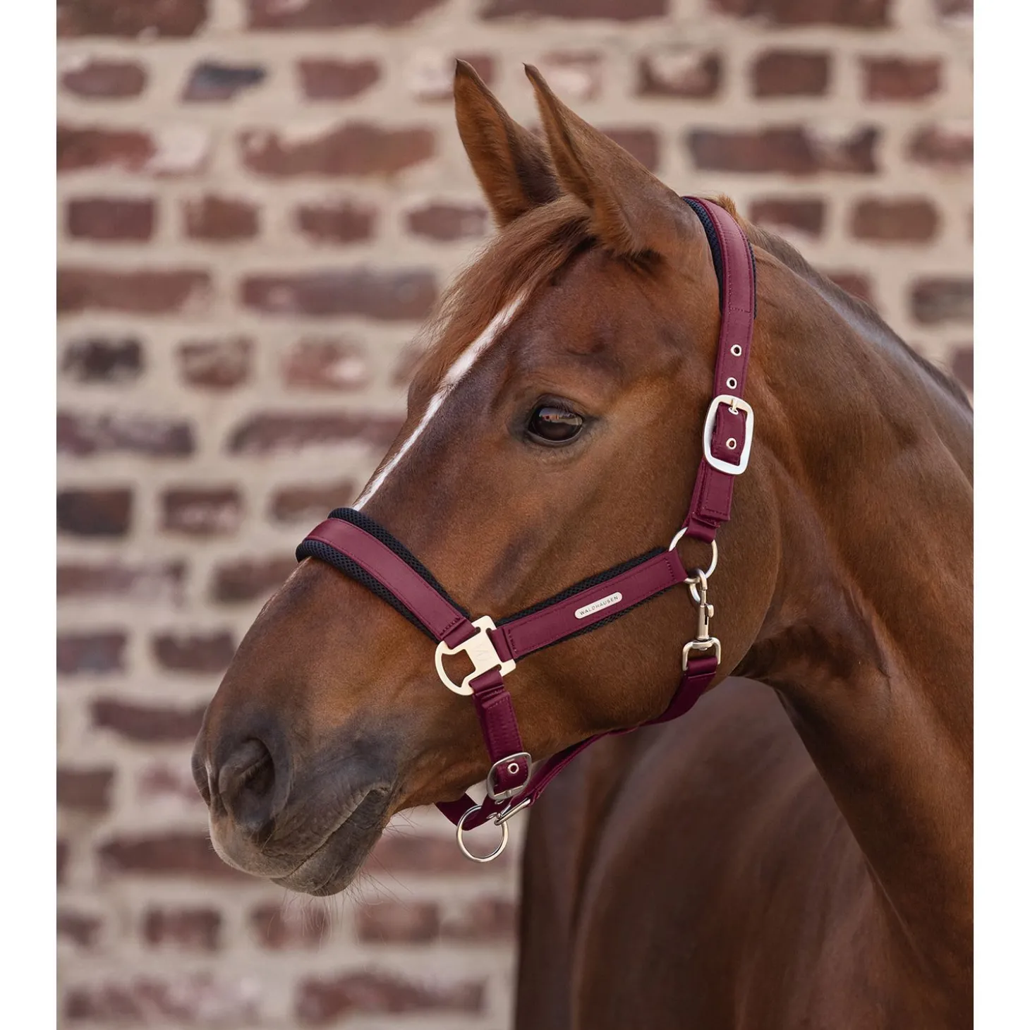 Waldhausen Breath - Halster - Wijnrood Cob