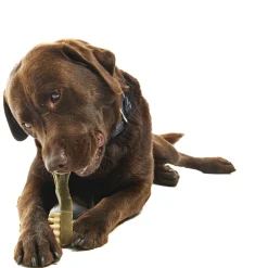 Whimzees Tandenborstel - Hondensnacks - Denta 18.8 cm Xlarge